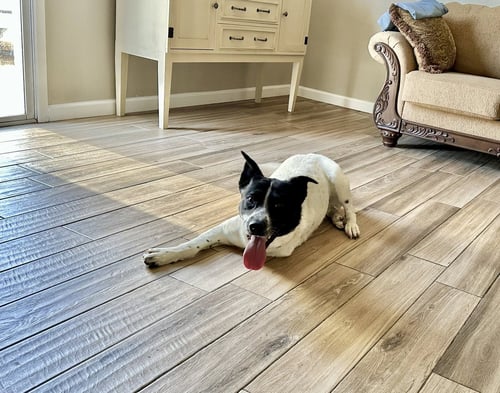 LEO - Australian Shepherd / Border Collie available for adoption