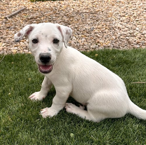 WALTER