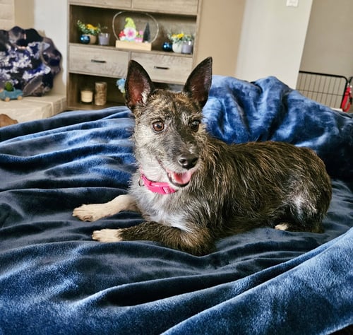 LEXIE ***COURTESY POST*** - Jack Russell Terrier for adoption in Phoenix