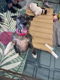 Lexie ***Courtesy Post*** - Photo 2