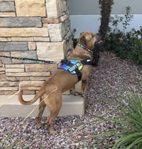Champ the family dog! - Photo 5