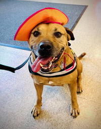 Champ the family dog! - Photo 3