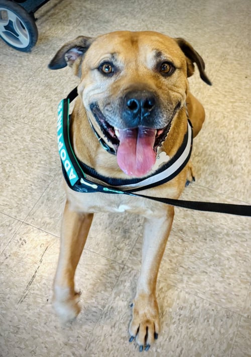 CHAMP THE FAMILY DOG! - American Staffordshire Terrier / American Bulldog for adoption in Phoenix