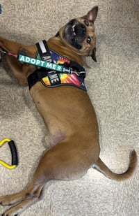 Champ - Photo 3