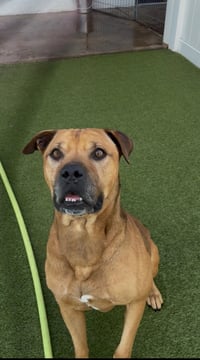 Champ - Photo 15