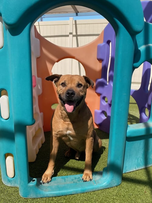 CHAMP - American Staffordshire Terrier / American Bulldog for adoption in Phoenix