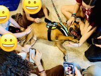 Champ the family dog! - Photo 4
