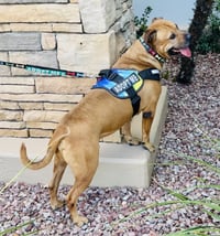Champ the family dog! - Photo 2