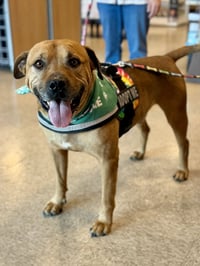 Champ - Photo 8