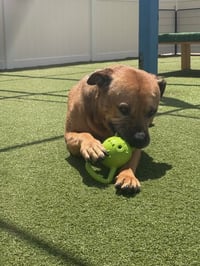 Champ - Photo 5