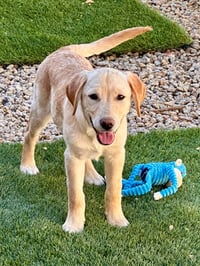 Daisy - Photo 1