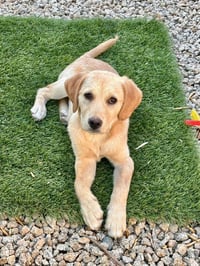 Daisy - Photo 2