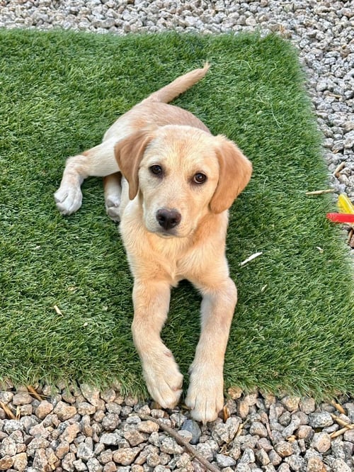 DAISY - Labrador Retriever available for adoption