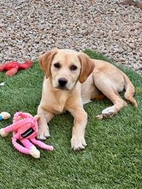 Daisy - Photo 3