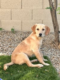 Daisy - Photo 4