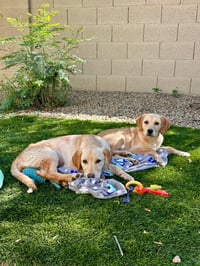 Daisy - Photo 8