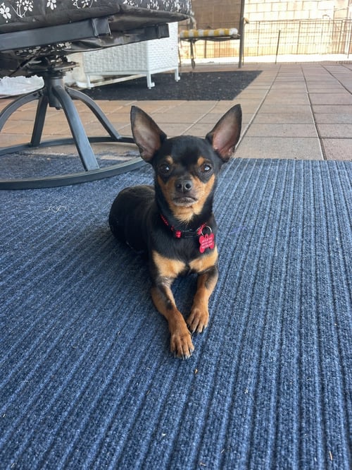 MILO