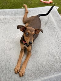 Twigs - Photo 1