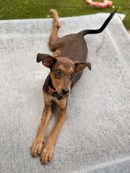 TWIGS - Miniature Pinscher / Cattle Dog for adoption in Phoenix