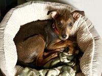 Twigs - Photo 7