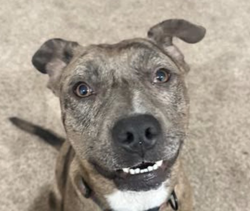 SIERRA - Pit Bull Terrier / Catahoula Leopard Dog available for adoption