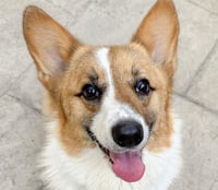 Peanut - Photo 1