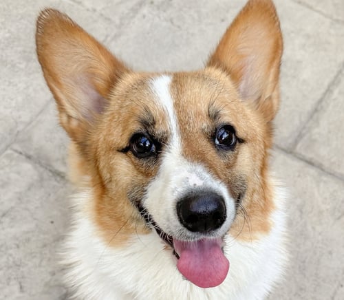 PEANUT - Corgi available for adoption