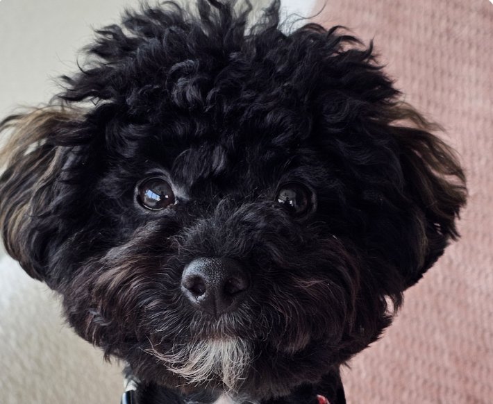 NICO - Poodle (Miniature) available for adoption