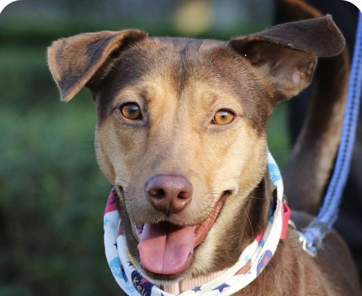 MIKA - Mountain Dog available for adoption