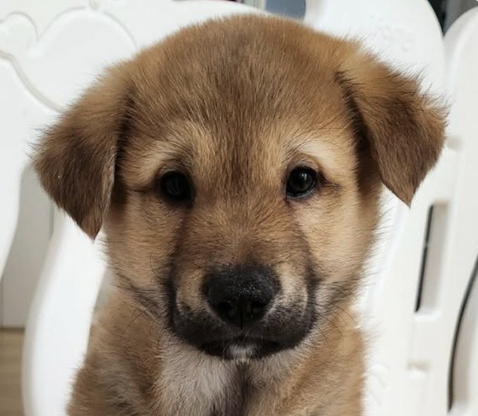 COCO - Jindo (Korean) available for adoption