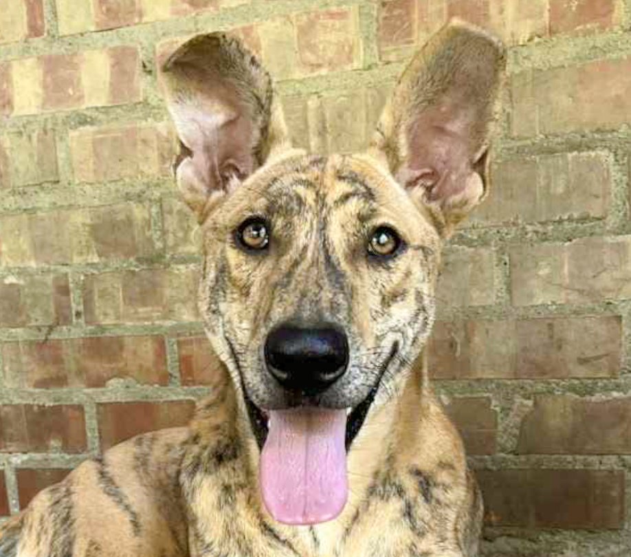 SCOOBY - Mountain Dog available for adoption