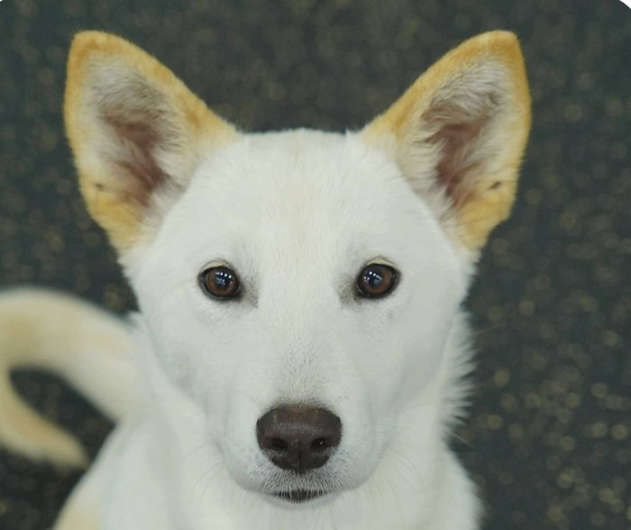 LALA - Jindo (Korean) available for adoption