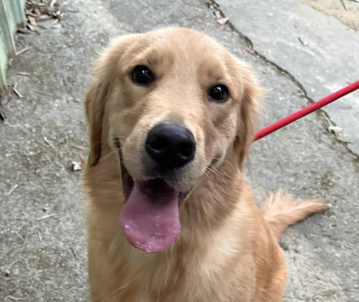 BERNIE - Golden Retriever available for adoption