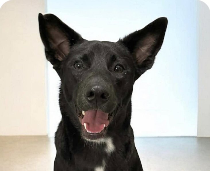 YUKI - Mountain Dog available for adoption