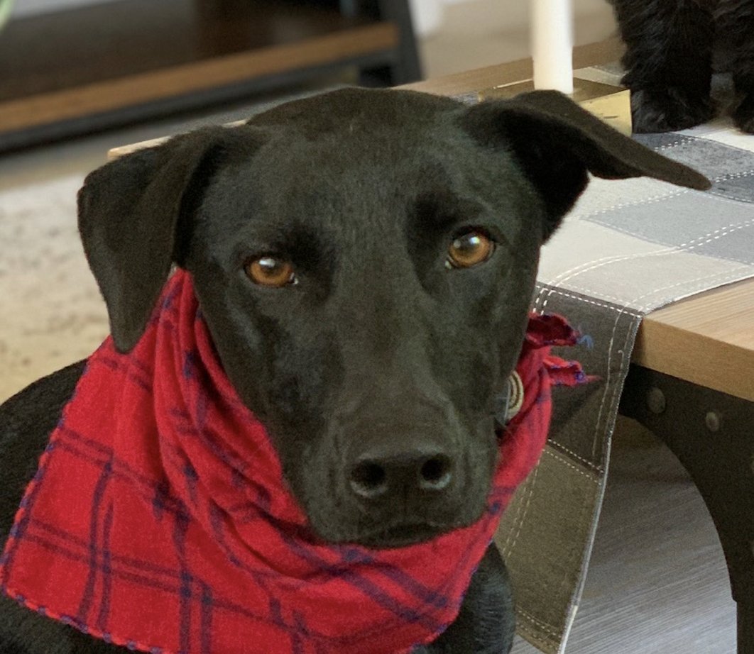 STELLA - Mountain Dog available for adoption