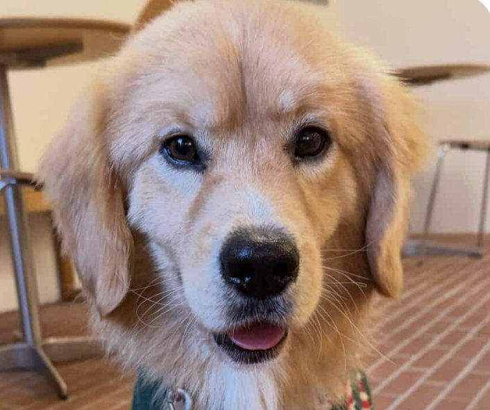 DARLING - Golden Retriever / Corgi available for adoption