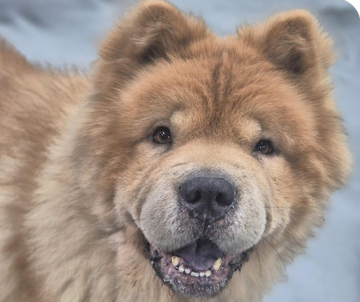 CHACHA - Chow Chow available for adoption