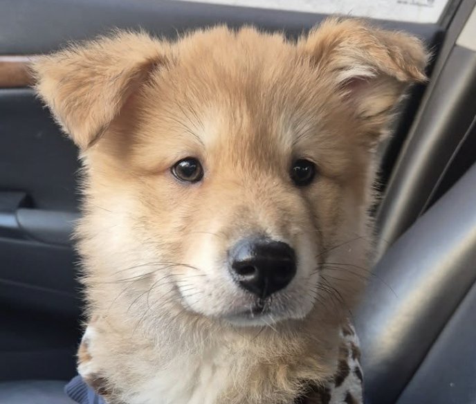 MUNGTI - Jindo (Korean) available for adoption