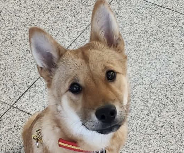 COOKIE - Jindo (Korean) / Shiba Inu available for adoption