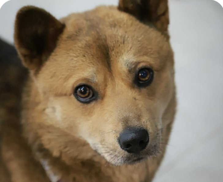 SABI - Corgi / Jindo (Korean) available for adoption