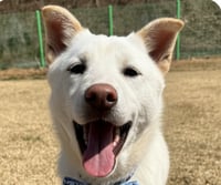 Buddy - Photo 1