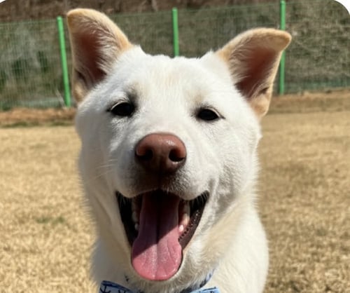 BUDDY