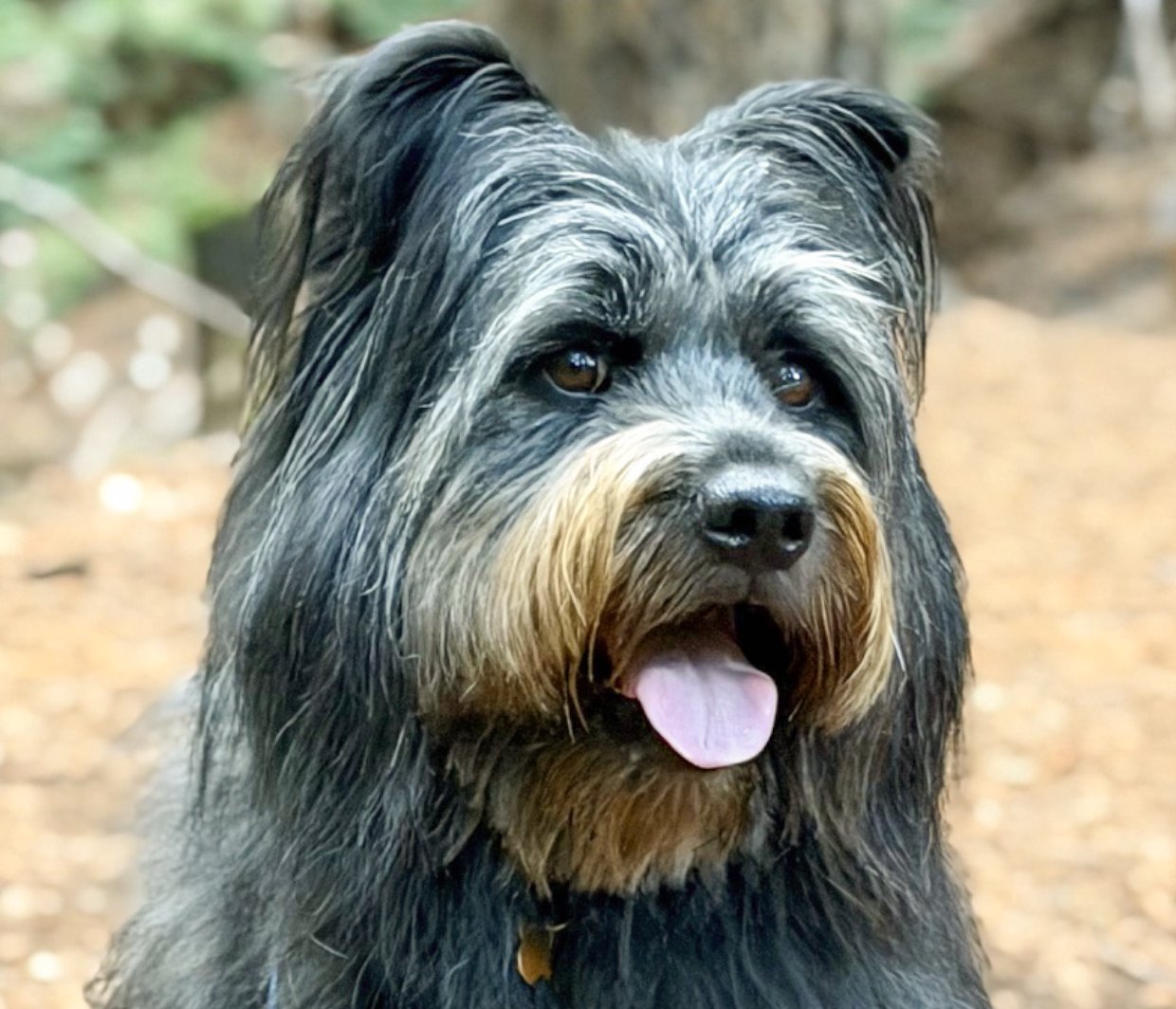 PANDA - Terrier available for adoption