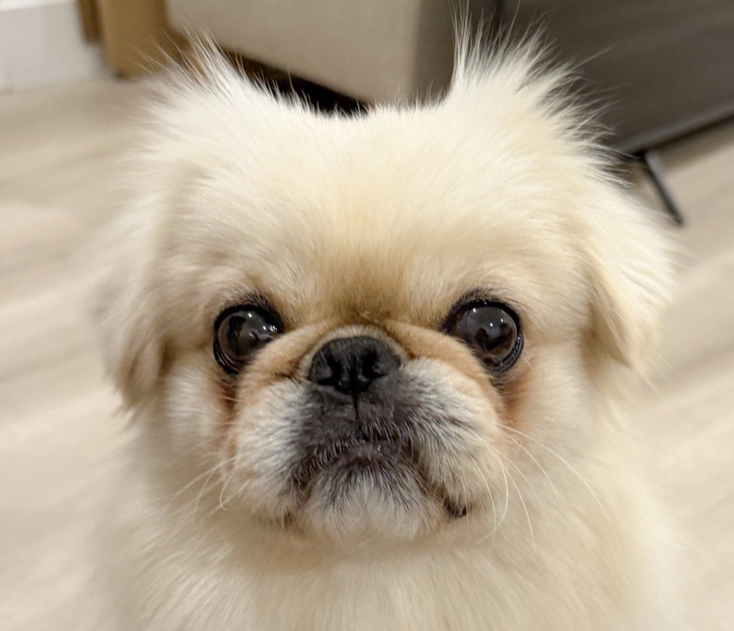 LOUIE - Pekingese available for adoption