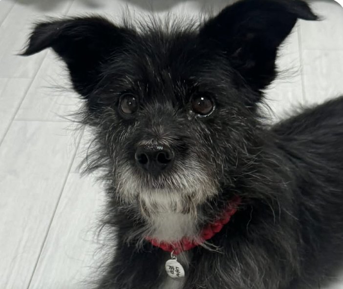 CHARLIE - Terrier available for adoption