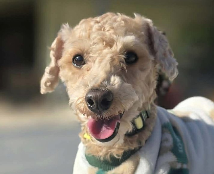 HENRY - Poodle (Miniature) available for adoption
