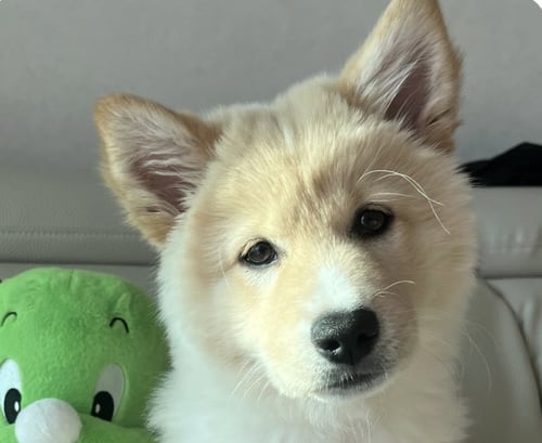 DOOLI - Jindo (Korean) available for adoption