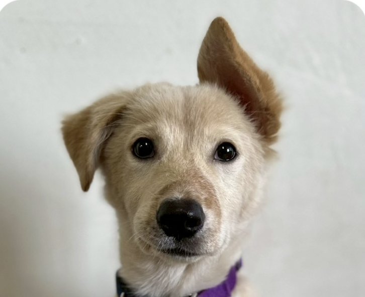 HAILEE - Mountain Dog available for adoption