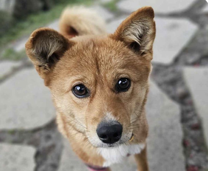 JUDY - Jindo (Korean) / Shiba Inu available for adoption