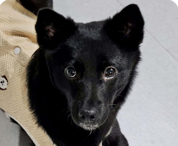 ZOEY - Jindo (Korean) available for adoption